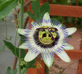 Tropic House - Passion Flower